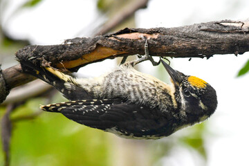 An American Three-toed Woodpecker (Picoides dorsalis) searches for insects in a tree on Alaska's Kenai Peninsula.