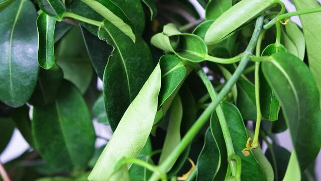 Withered jasmine leaves. Bad hoopoe for indoor plants, lack of watering