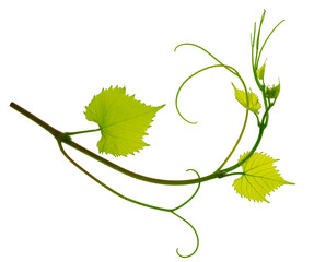 Branch of grapevine isolated on white background. vine grapes. Young tendrils and a vine of grapes. Spring. Greenery - obrazy, fototapety, plakaty