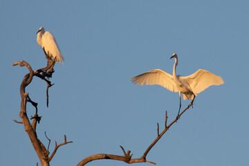 Fototapeta premium Roosting Great Egrets in Early Morning Light