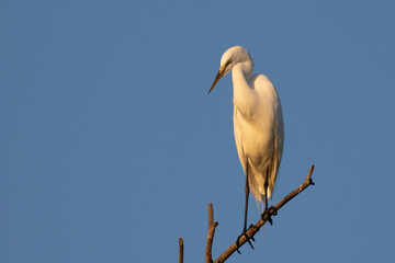 Roosting Great Egrets in Early Morning Light