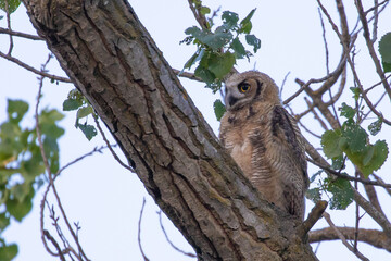 Great Horned Owl Fledgling Perched in a Tree