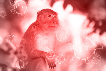 Monkeypox 2022 virus - disease transmitted by monkey, ape