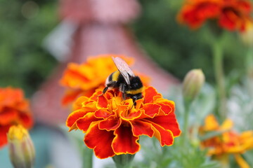 Hummeln und Bienen in unserem Garten