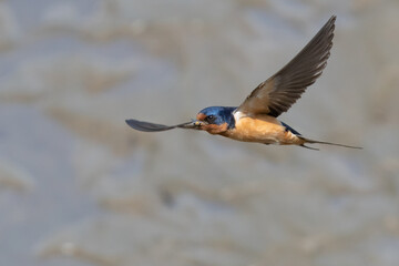 Obraz premium Barns Swallow in Graceful Flight