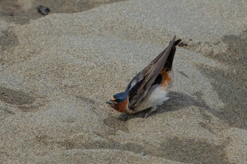 Cliff Swallow Crouches on a Sandy River Bed