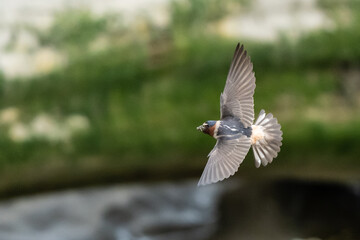 Cliff Swallow in Graceful Flight