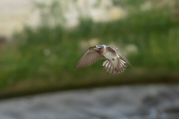 Cliff Swallow in Graceful Flight