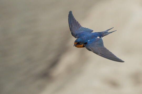 Barns Swallow in Graceful Flight