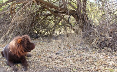 Dog in a lion costume in the woods