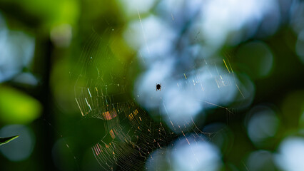 spider on a web on a blurred background