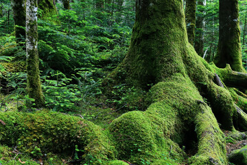 Fototapeta premium 緑の苔に覆われた大木と森 