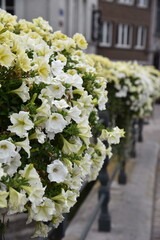White flowers on a bridge