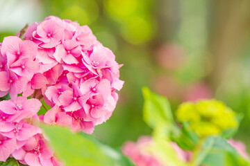 Hydrangea pink flower closeup. Beautiful Hortensia blooming in summer garden. Beauty pink and white colour Hydrangea flower close up. Nature floral backdrop. Easter, Birthday, Nature concept.