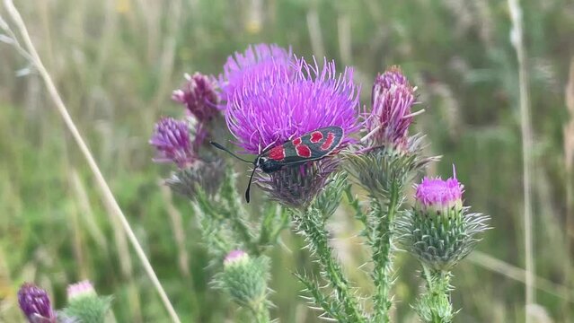 Das Esparsetten-Widderchen oder Krainer Widderchen auf einer Distel.