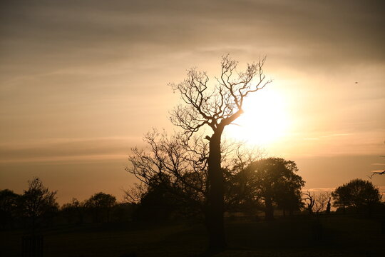 dramatic sunset, beautiful tree silhouette, silhouette landscape, leafless tree, beautiful dusk