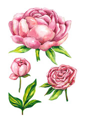 Set of watercolor flower illustrations of peonies. Collection of individual elements of plants - for cards, posters, wedding invitations, birthdays, congratulations, decorating posts and banners