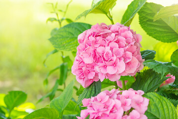 Hydrangea pink flower closeup. Beautiful Hortensia blooming in summer garden. Beauty pink and white colour Hydrangea flower close up. Nature floral backdrop. Easter, Birthday, Nature concept.