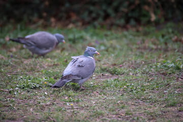 Portrait einer Taube. Sie gehört der Gruppe, Ordnung der Taubenvögeln an.
