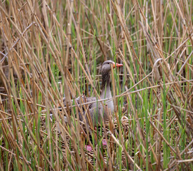 Eine Graugans auf einer Wiese an einem See.