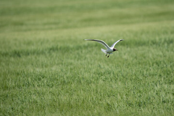 The black-headed seagull in flight over grass