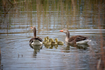 Eine Familie Graugänse mit ihrem Nachwuchs an einem Teich.

