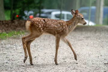 Foto op Plexiglas roe baby deer in the woods, bambi © LDC