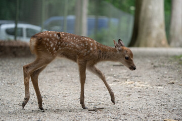 Naklejka na ściany i meble roe baby deer in the woods, bambi