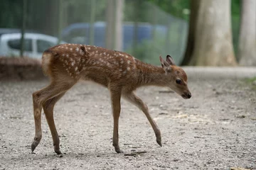 Raamstickers roe baby deer in the woods, bambi © LDC