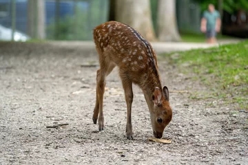 Raamstickers roe baby deer in the woods, bambi © LDC
