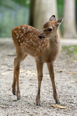 roe baby deer in the woods, bambi