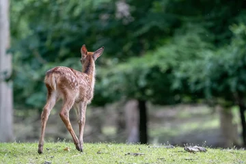 Plexiglas foto achterwand roe baby deer in the woods, bambi © LDC