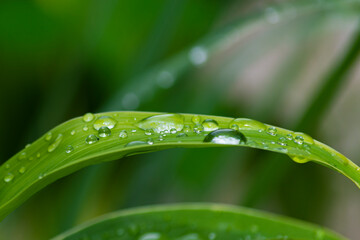 Close up of grass strain with raindrops. Copy space. Green background.