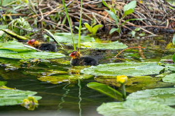 American Coot, a black and white duck in the pond with baby ducks just out of the nest getting some food (mealworms). 