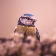 bluetit on a branch