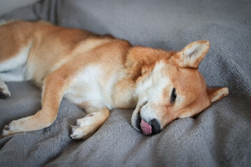 Japanese shiba inu dog sleeps on the bed.  Cute red dog sleeping very funny.
