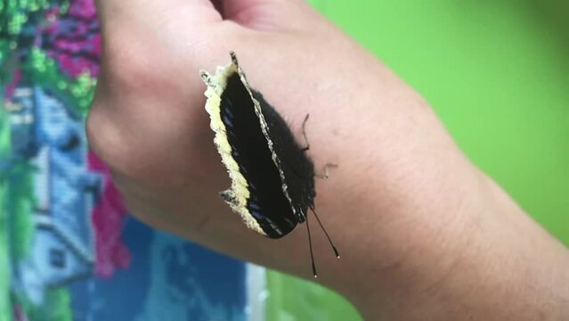 A mourning butterfly on a woman's hand. It sits on a woman's arm and flaps its wings. Slow motion. Close-up.
