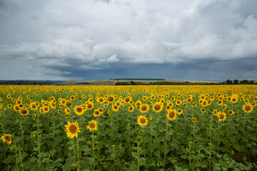 Obraz premium a field of flowering sunflower against the background of a stormy sky