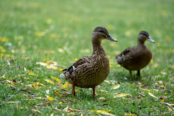 duck in the grass