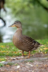 duck in the grass