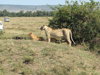 Obraz premium herd of lions
