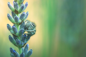 jumping spider on lavender flowers