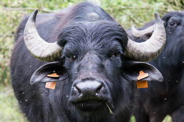 Portrait of a domesticated water buffalo (Bubalus bubalis)