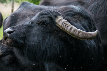 Portrait of a water buffalo (Bubalus bubalis) shaking flies away
