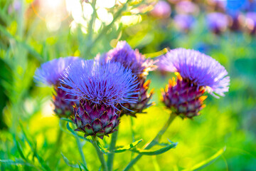 Spiny purple burdock flower in selective focus, buds with thorns in the garden. Taken in backlit and sun glare. Flowering medicinal plant - prickly burdock.