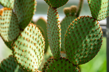 close up of cactus, wallpaper background, pattern background, patterns © LDC