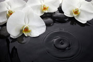 Naklejka na ściany i meble White orchid and black stones in water