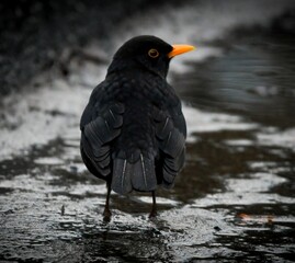 Common Blackbird (Turdus merula) 