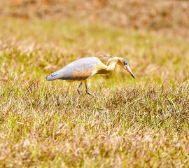Whistling Heron (Syrigma sibilatrix)