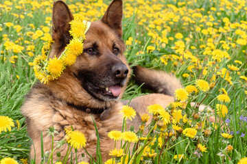 Beautiful German Shepherd in a flower wreath of bright yellow dandelions lies in a field of flowers.